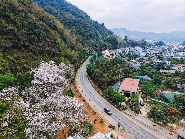 Hoa ban thường nở rộ từ cuối tháng 2 đến hết tháng 3 hàng năm. Hoa ban ở Mộc Châu mọc nhiều nhất dọc tuyến quốc lộ 6, từ thị trấn lên các bản như Lóng Luông, Phiêng Luông hoặc khu vực Mu Náu.