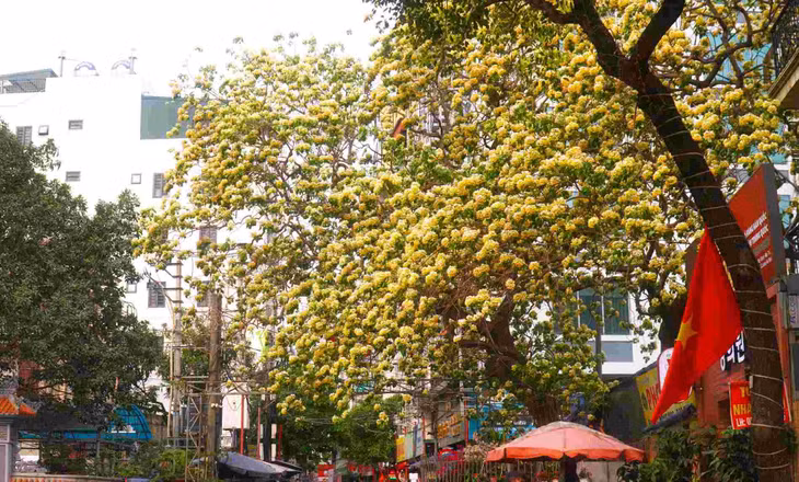 Cây hoa bún bung nở vàng rực giữa đường phố Đình Thôn, phường Từ Liêm, Hà Nội. Theo người dân địa phương, cây hoa bún có tuổi đời hơn 300 năm.