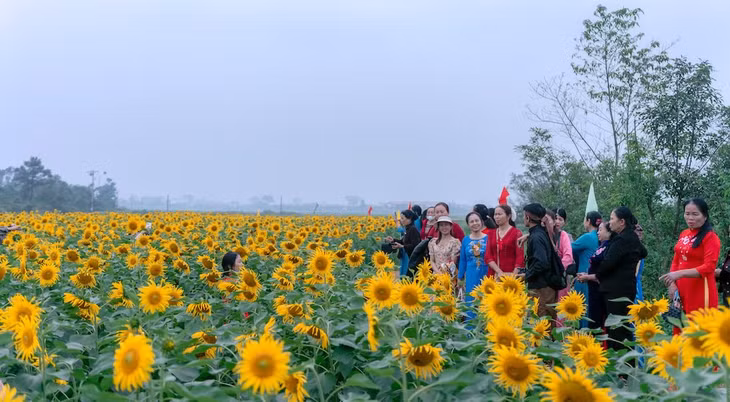 Giữa không gian đồng quê rộng lớn ở Kim Liên (tỉnh Nghệ An), hàng chục nghìn bông hoa hướng dương bung nở, tạo nên sắc vàng rực rỡ trải dài.