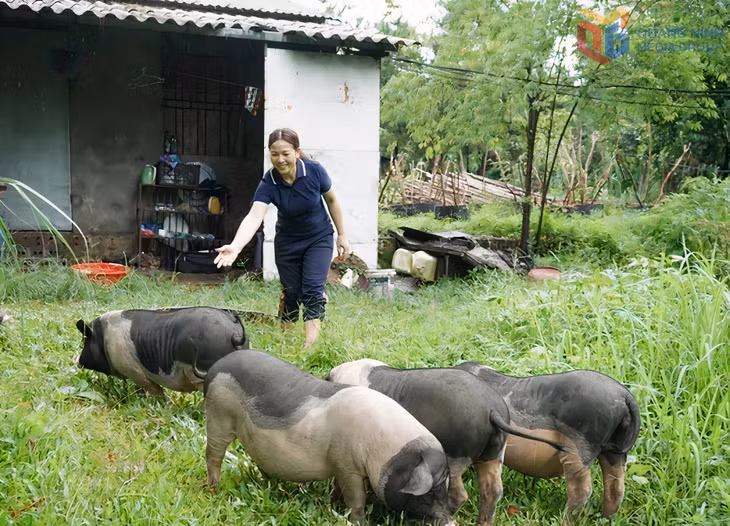 HTX Nông nghiệp hữu cơ An Lộc chăn nuôi lợn theo quy trình khép kín cho ra sản phẩm chất lượng an toàn. Ảnh: Nguyễn Thành (CTV)