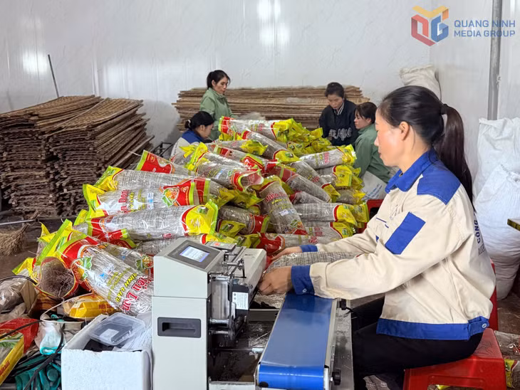 Đóng gói sản phẩm OCOP 5 sao Miến dong Bình Liêu tại CP Thương mại và Dịch vụ Bình Liêu.