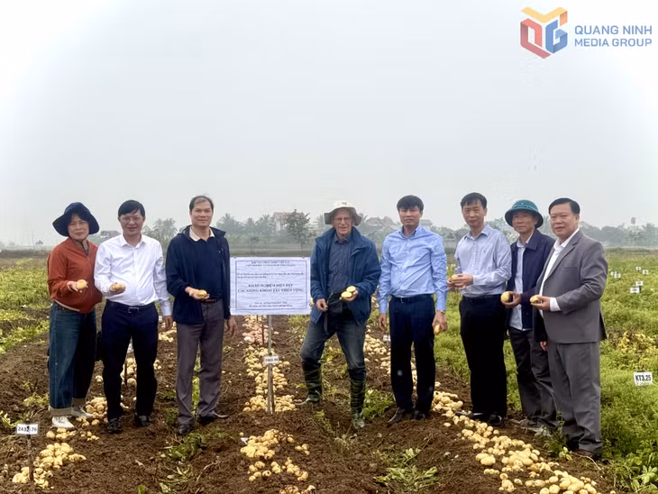 Lãnh đạo phường An Sinh kiểm tra chất lượng giống khoai tây mới thử nghiệm trên địa bàn.
