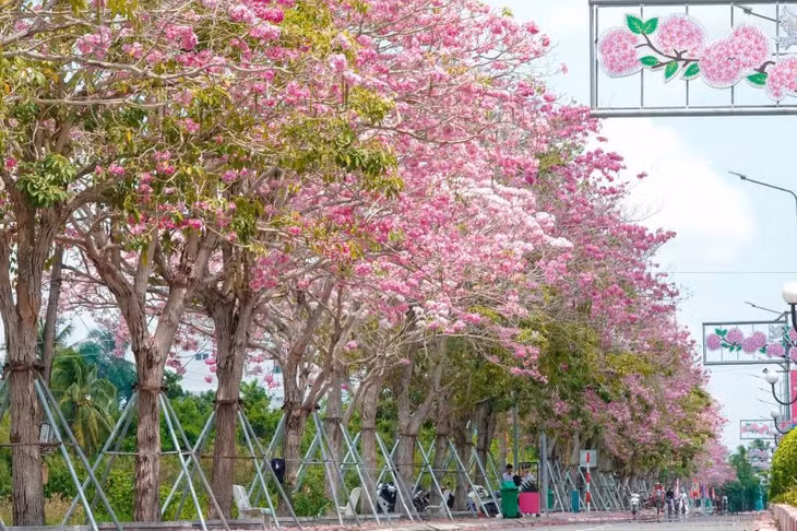 Con đường kèn hồng nằm trên tuyến đường Hùng Vương dài khoảng 1 km. Dọc hai bên đường hiện có gần 300 cây kèn hồng được trồng thành hàng thẳng tắp.