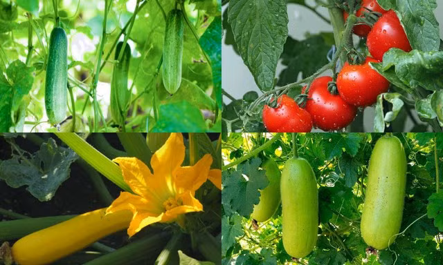 Mùa hè có nhiều loại rau quả phong phú, giàu dưỡng chất.
