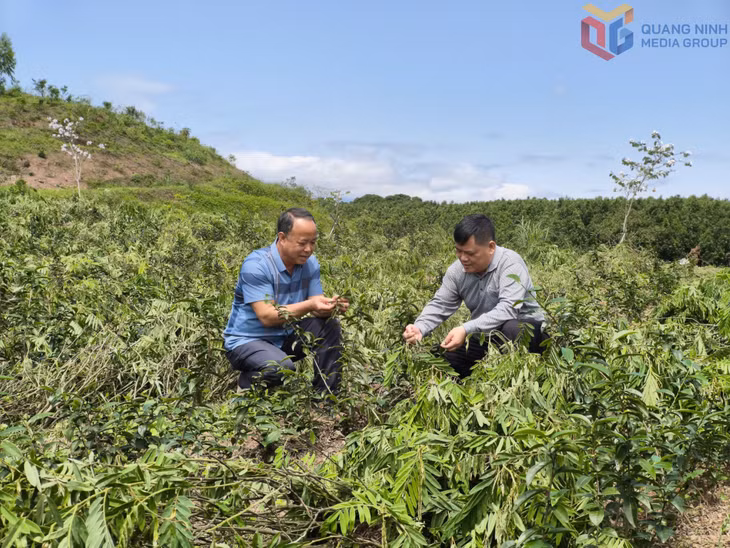 Gia đình ông Trần Sỹ Dũng, thôn Quảng Long 8 đã cải tạo lại vườn chè để phù hợp với định hướng phát triển trong thời gian tới.