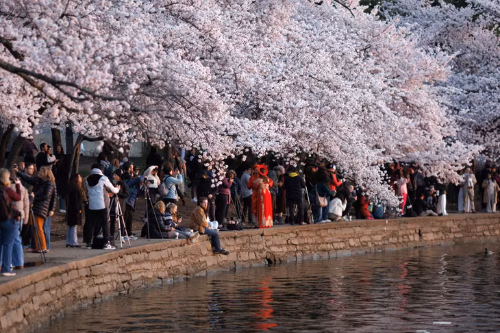 Du khách tập trung ngắm bình minh giữa những hàng hoa anh đào dọc hồ Tidal Basin tại Washington, ngày 26/3/2026. Ảnh: AP