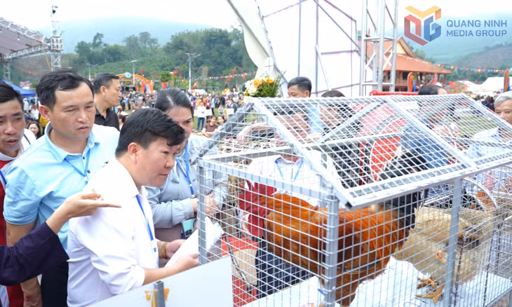 Thi vua gà, hoa hậu gà, đôi gà đẹp.