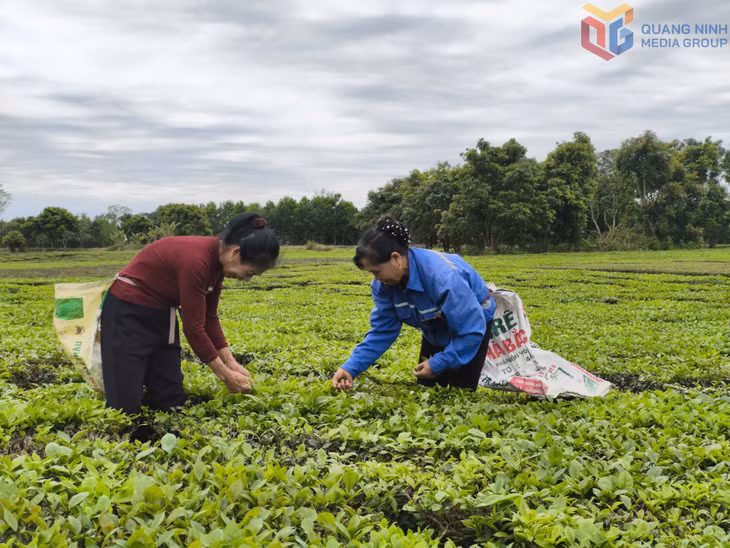 Người dân thôn Quảng Long 9 thu hoạch chè bằng cách hái thủ công.