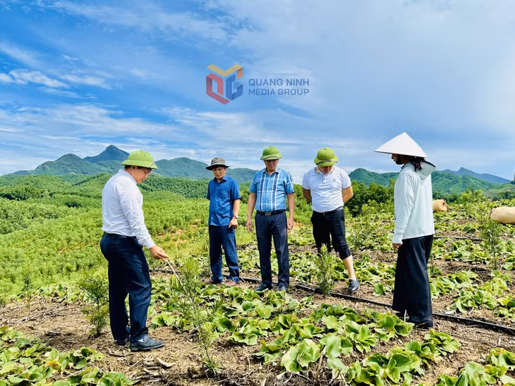 Mô hình trồng cây dược liệu tại xã Quảng Đức