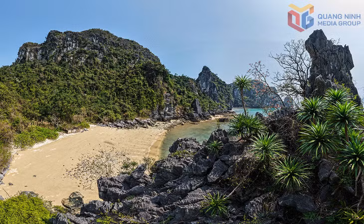Hệ thực vật đặc hữu của vùng đảo đá vôi như cây phất dụ núi sinh trưởng ngay sát mép các bãi cát, tạo nên hệ sinh thái đa dạng.