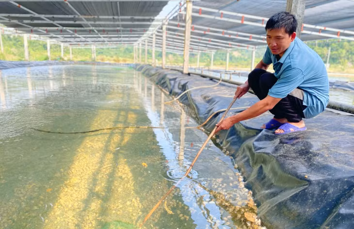 Anh Đồng Sỹ Nguyên (thôn Thanh Lân 1, đặc khu Cô Tô) thành công với mô hình nuôi ốc hương thương phẩm. Ảnh: Thu Báu