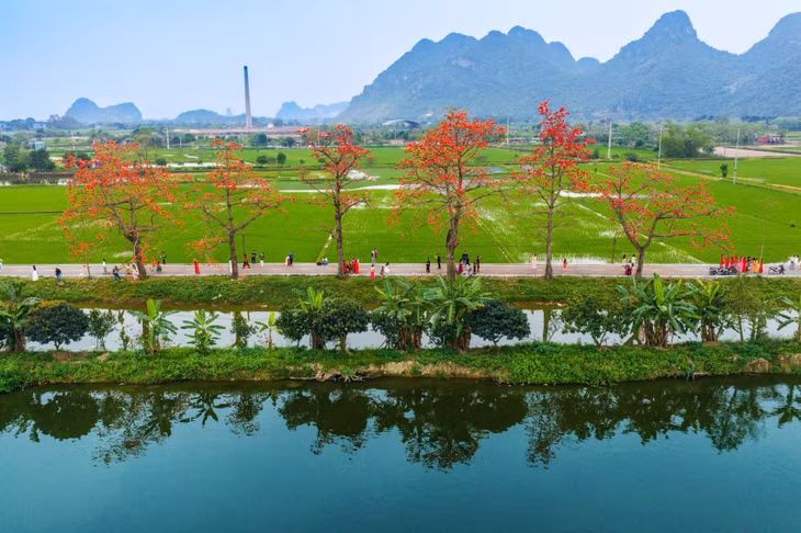 Thôn Đoan Nữ có hàng cây gạo với 20 gốc cổ thụ đang nở rộ, hai bên con đường là ruộng lúa xanh và kênh thủy lợi.