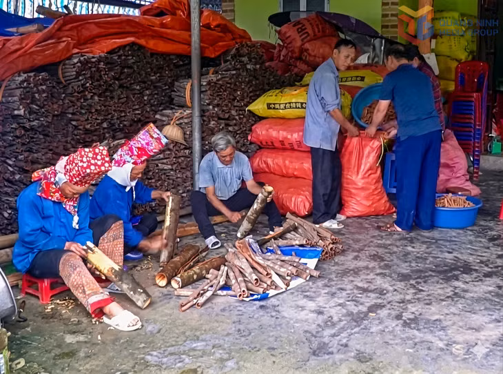 Nhờ đầu ra đảm bảo, mô hình trồng quế hữu cơ đem lại nguồn thu nhập ổn định cho bà con DTTS xã Quảng Tân.