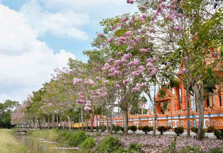 Tại đường hoa kèn hồng dẫn vào chùa Tuk Pray ở xã Long Phú (TP Cần Thơ) cũng khoe sắc hồng rực rỡ, phủ kín tuyến đường, tạo nên khung cảnh thơ mộng và đầy sức sống.