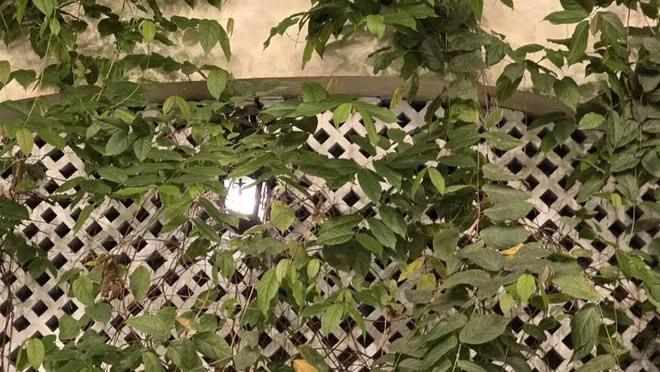 Những giải pháp chống nóng và trang trí bờ tường tối ưu giúp không gian nhà luôn mát mẻ, thoáng đãng. Ảnh: Tuấn Đạt