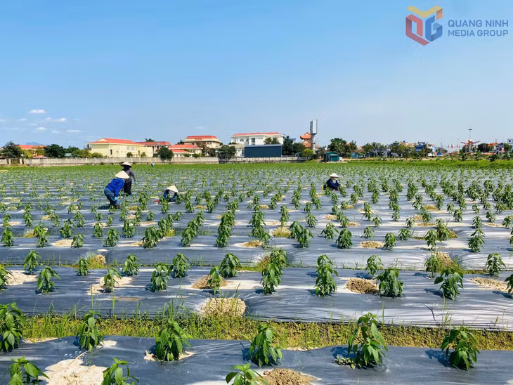 Nông dân phường Đông Triều triển khai mô hình trồng ớt chỉ thiên A06 theo phương pháp hữu cơ. Ảnh: HND phường Đông Triều