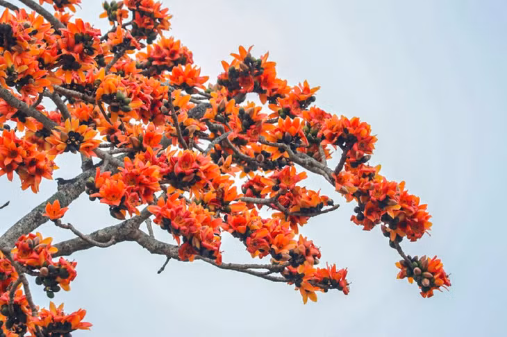 Từng chùm hoa nối dài trên cành, rực rỡ dưới ánh nắng, thu hút ánh nhìn từ xa của du khách ghé thăm. Ảnh: Rạng Đông