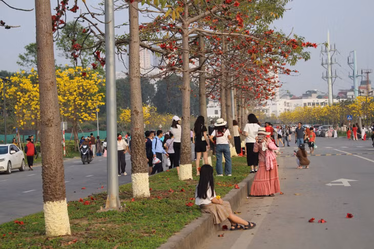 Con đường hoa phong linh không chỉ tạo ấn tượng bởi sắc hoa vàng rực, mà còn xen kẽ sắc đỏ tươi của hoa gạo đang độ đơm bông. Đặc điểm nổi bật nhất của hoa gạo ở đây là cây nhỏ, thấp, rất nhiều hoa, thuận lợi cho mọi người chụp ảnh.