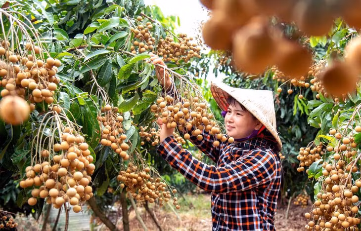 Thu hoạch quả nhãn ở Châu Thành, tỉnh Đồng Tháp. Ảnh: Dương Cầm