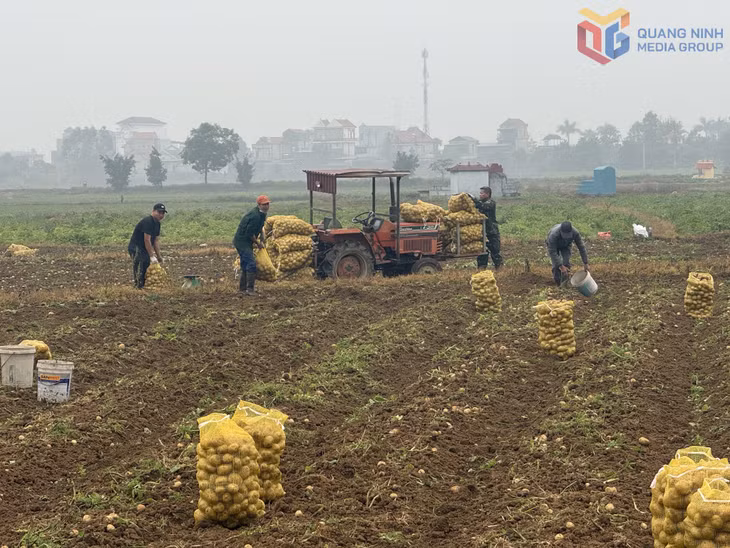 Cây khoai tây Atlantic đạt năng suất cao, nông dân An Sinh phấn khởi thu hoạch.