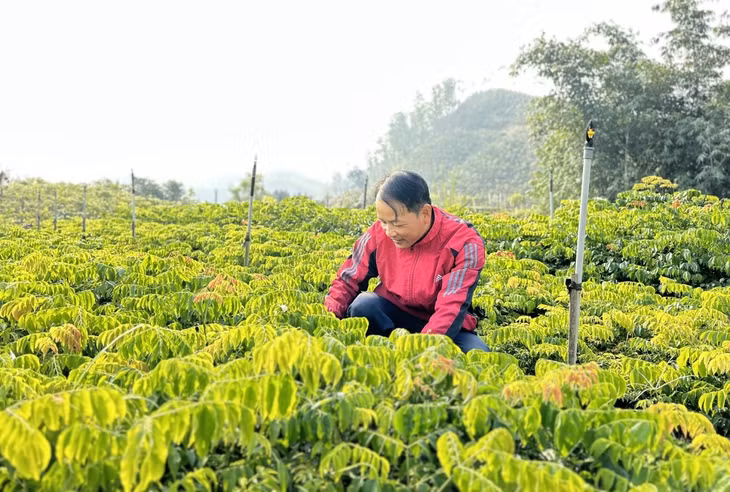 HTX Lâm nghiệp bền vững Ba Chẽ (xã Ba Chẽ) là nơi cung cấp giống cây gỗ lớn cho các hộ dân và chủ rừng trên địa bàn. Ảnh: Mai Linh