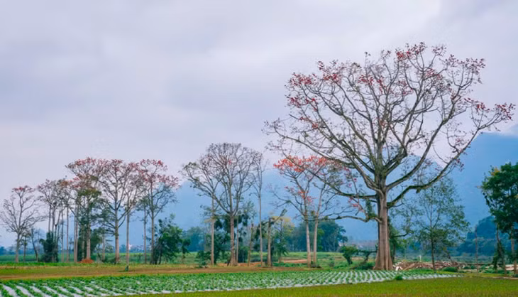 Sắc đỏ hoa gạo trải dài trên các tuyến đường làng, tạo điểm nhấn ấn tượng cho vùng quê xã Nhân Hòa mỗi độ tháng 3. Ảnh: Rạng Đông