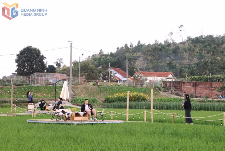 Du khách vui chơi giữa không gian cánh đồng lúa xanh mướt.