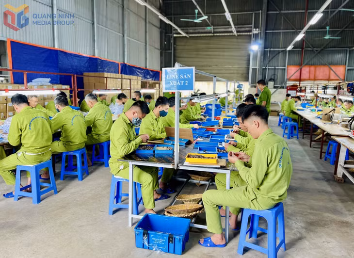 Học viên Cơ sở cai nghiện ma túy tỉnh Quảng Ninh lao động trị liệu.