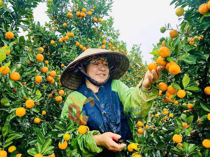 2024-01_Người dân trồng quất tại phường Bình Khê. Ảnh: Minh Đức