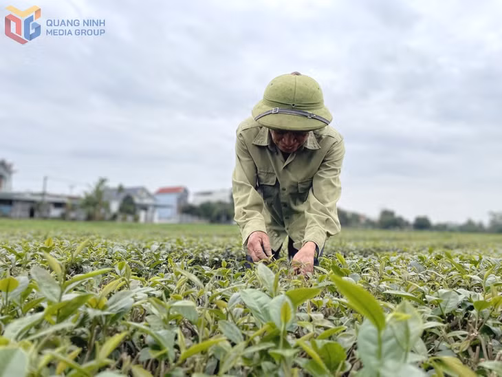 Diện tích chè theo hướng VietGap của gia đình ông Trần Văn Điều, thôn Quảng Long 9, xã Đường Hoa được các cơ sở thu mua ưu tiên lựa chọn.