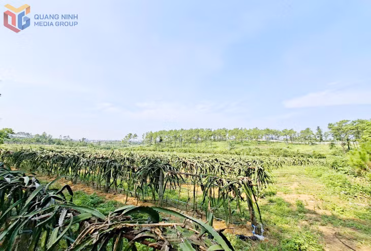 Bát ngát trang trại thanh long đỏ trên đất đồi phường Uông Bí.