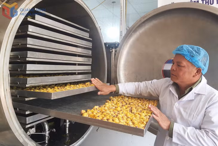 Ông Nịnh Văn Trắng, Giám đốc Công ty CP Kinh doanh lâm sản Đạp Thanh kiểm tra mẻ trà hoa vàng sấy bằng máy sấy thăng hoa. Ảnh: Việt Hoa