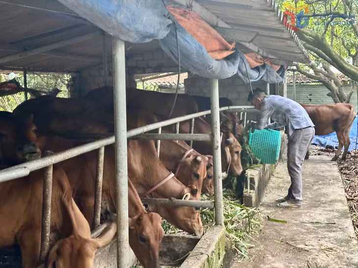 Mô hình chăn nuôi bò của ông Trương Văn Đại, dân tộc Dao, thôn Khe Sú 1, phường Yên Tử. Ảnh: Cao Quỳnh