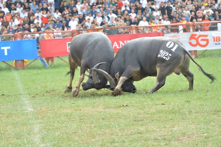 Các kháp đấu diễn ra sôi nổi - Ảnh: PHAN TUẤN