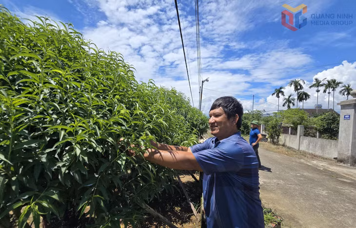 Ông Trần Văn Thuật, thôn Quảng Minh 4, xã Quảng Hà chăm sóc vườn đào cảnh.