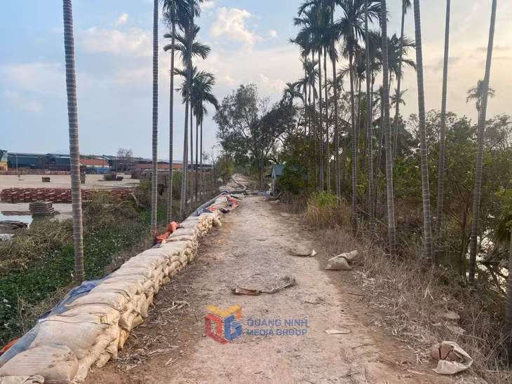 Tuyến đê Hồng Phong (phường Đông Triều) không đảm bảo cao trình ngăn lũ, cơn bão số 3 năm 2024 địa phương phải dùng bao tải đất để khắc phục.