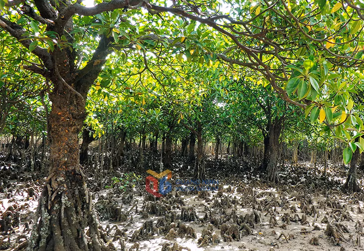 Khu bảo tồn đất ngập nước Đồng Rui (xã Hải Lạng) có nhiều cây rừng ngập mặn thân to, tán rộng, tràn trề sức sống.
