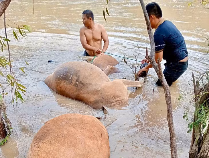 Trâu, bò chết do nước lũ từ thượng nguồn tràn về khiến người dân không kịp trở tay - Ảnh: Người dân cung cấp