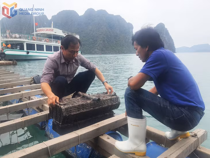 Cơ sở nuôi trai ngọc trên Vịnh Hạ Long của Công ty CP ngọc trai Hạ Long cần được giao khu vực biển để phát triển sản xuất trong thời gian tới.
