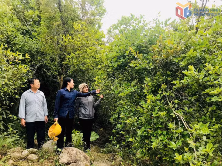 Trung tâm Khuyến nông tỉnh khảo sát chọn điểm, chọn hộ tham gia mô hình sản xuất sở hữu cơ tại xã Lục Hồn.