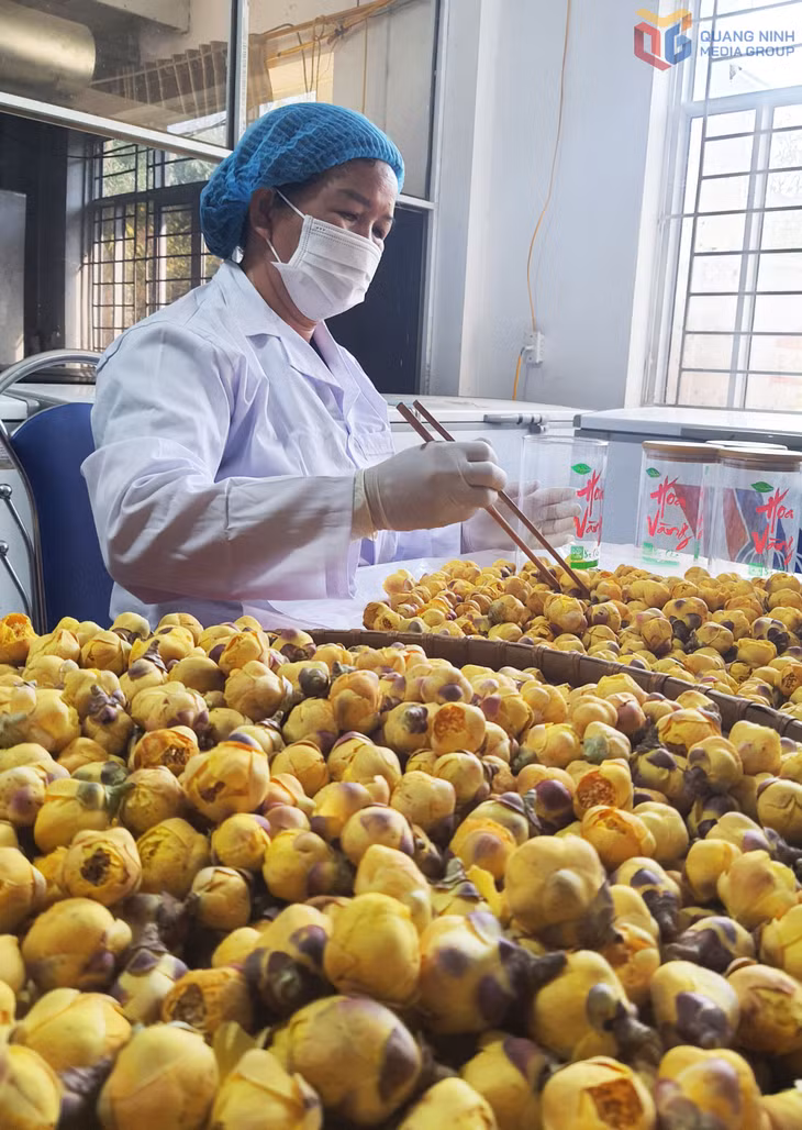 Sản phẩm OCOP 5 sao trà hoa vàng Ba Chẽ hiện đang được đánh giá có chất lượng tốt, được thị trường tin dùng.