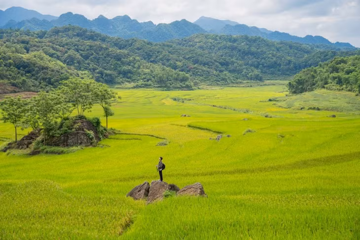 Pù Luông mùa lúa chín khiến du khách thích thú. Ảnh: Phạm Văn Phong