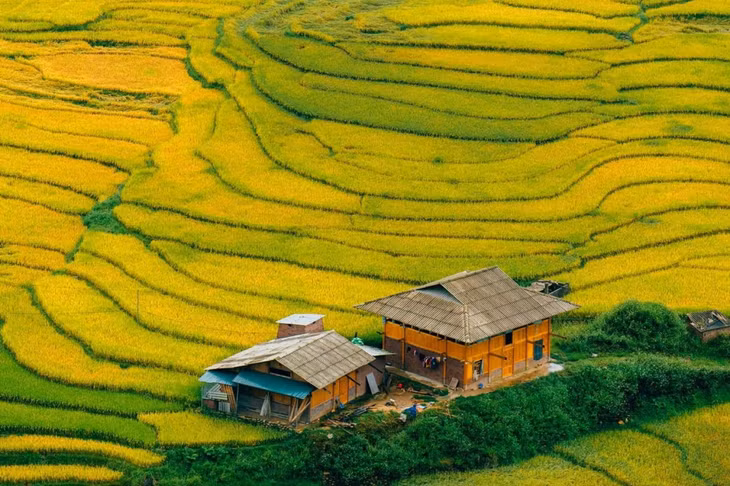 Một trong các điểm dừng chân nổi bật của Sa Pa là khu vực Tả Van, thung lũng Mường Hoa. Giữa mênh mông những dải ruộng bậc thang là điểm xuyết các nếp nhà sàn, homestay, chòi trông lúa của người dân địa phương.