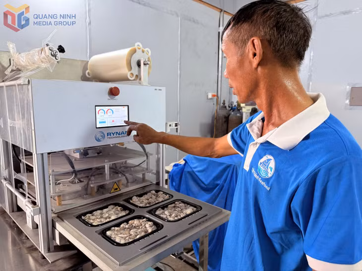 Đóng gói sản phẩm ruột hàu đại dương MAT tại Công ty CP Thủy hải sản Tất Thành (phường Liên Hòa).
