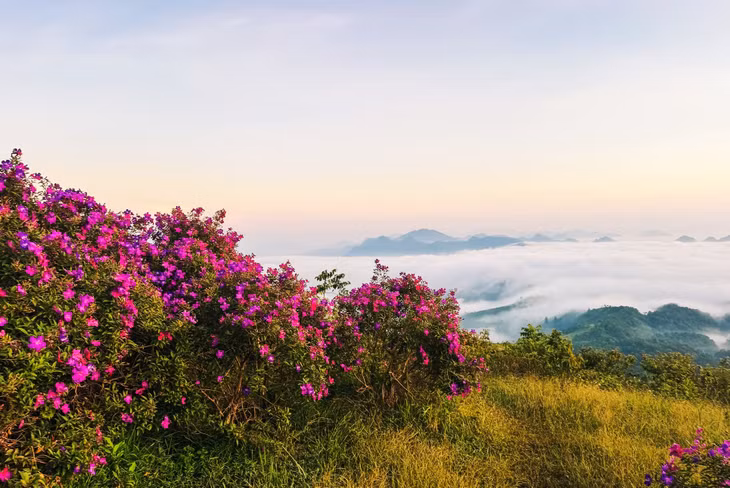 Hoa sim đã được tư nhân trồng tại khu đồi này khoảng 2 năm nay, chưa thu phí tham quan nên bạn có thể ghé check-in thoải mái vào mọi khung giờ. Tháng 9 này là thời điểm đặc biệt nhất khi hoa sim vừa nở rực rỡ thì biển mây ở Suối Bon cũng xuất hiện nhiều hơn.