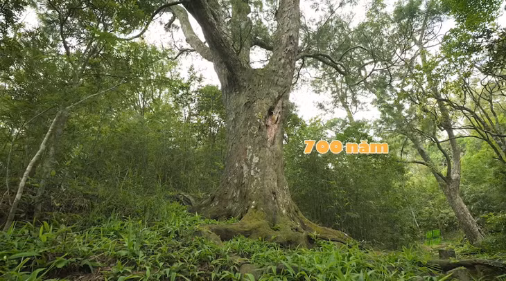 Cây xích tùng có tuổi đời hơn 700 năm tuổi.
