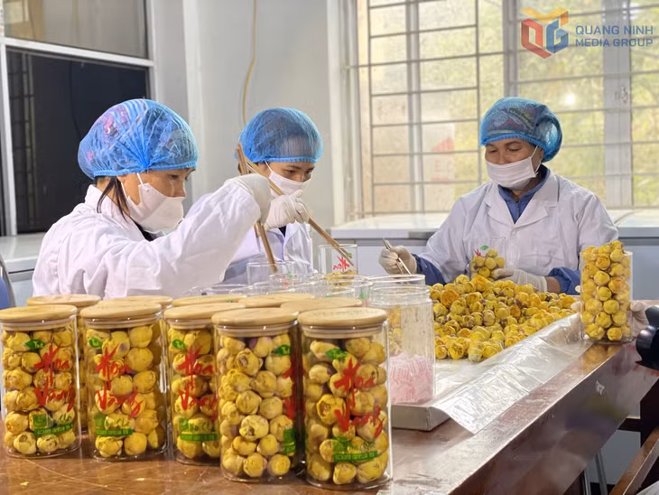 Sản phẩm OCOP trà hoa vàng Ba Chẽ mang lại đời sống kinh tế khấm khá cho nhiều hộ dân tham gia sản xuất.