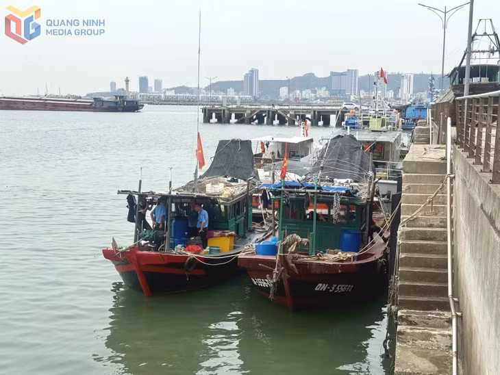 Tàu cá mang số hiệu QN-3556 và QN-3407 bị lực lượng chức năng của tỉnh phát hiện, xử lý về hành vi sử dụng công cụ cấm khai thác thủy sản, tháng 8/2025. Ảnh: Hải Hà