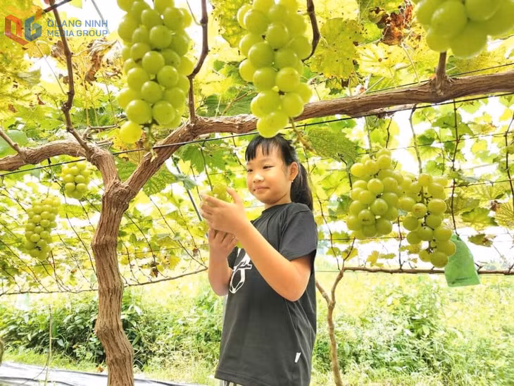 Du khách nhí trải nghiệm hái nho sữa tại vườn nho của gia đình chị Trần Thị Vân, thôn Pặc Pùng, xã Bình Liêu. Ảnh: Trần Vân.