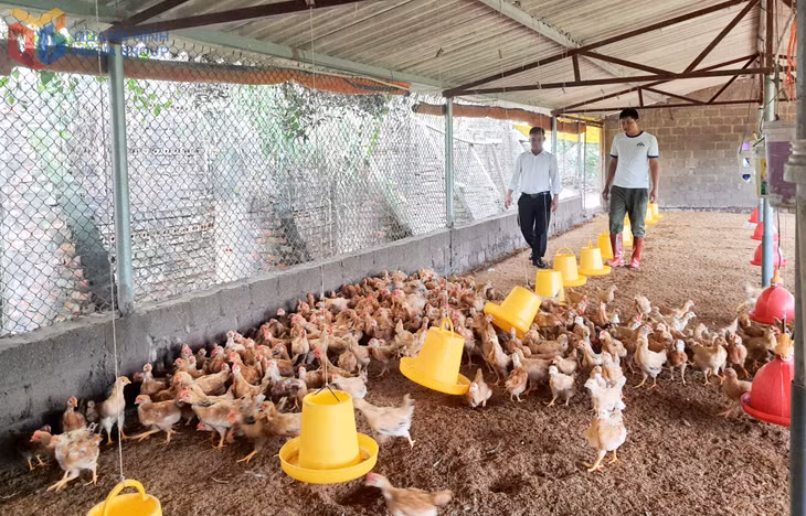 Anh Hoàng Văn Thảo, xã Quảng Tân (ngoài cùng, bên phải) kiểm tra chuồng trại chăn nuôi giống gà râu Đầm Hà của mình.